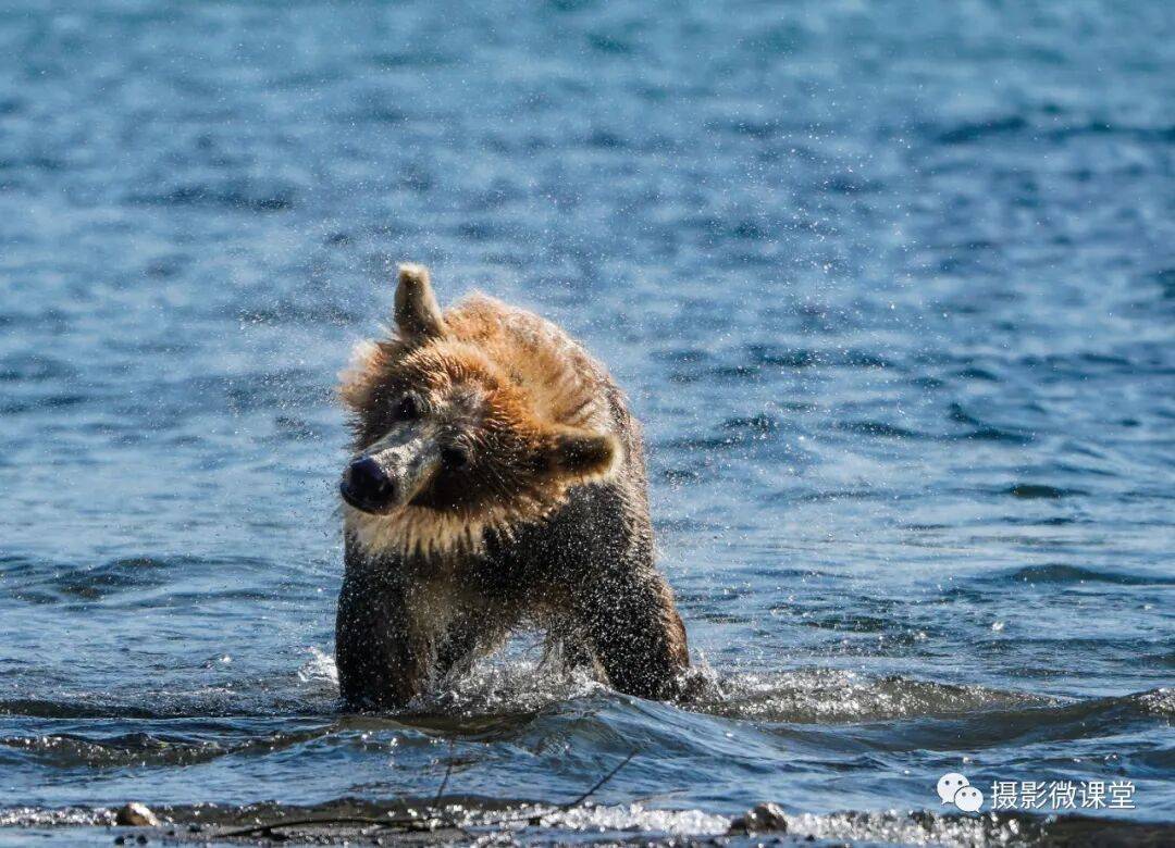 加半岛棕熊捕鱼、白令海峡寻拍鲸鱼及自然风光专业摄影团冰球突破爆百万大奖【远东探险丨勘察加】7月野性堪察(图3)