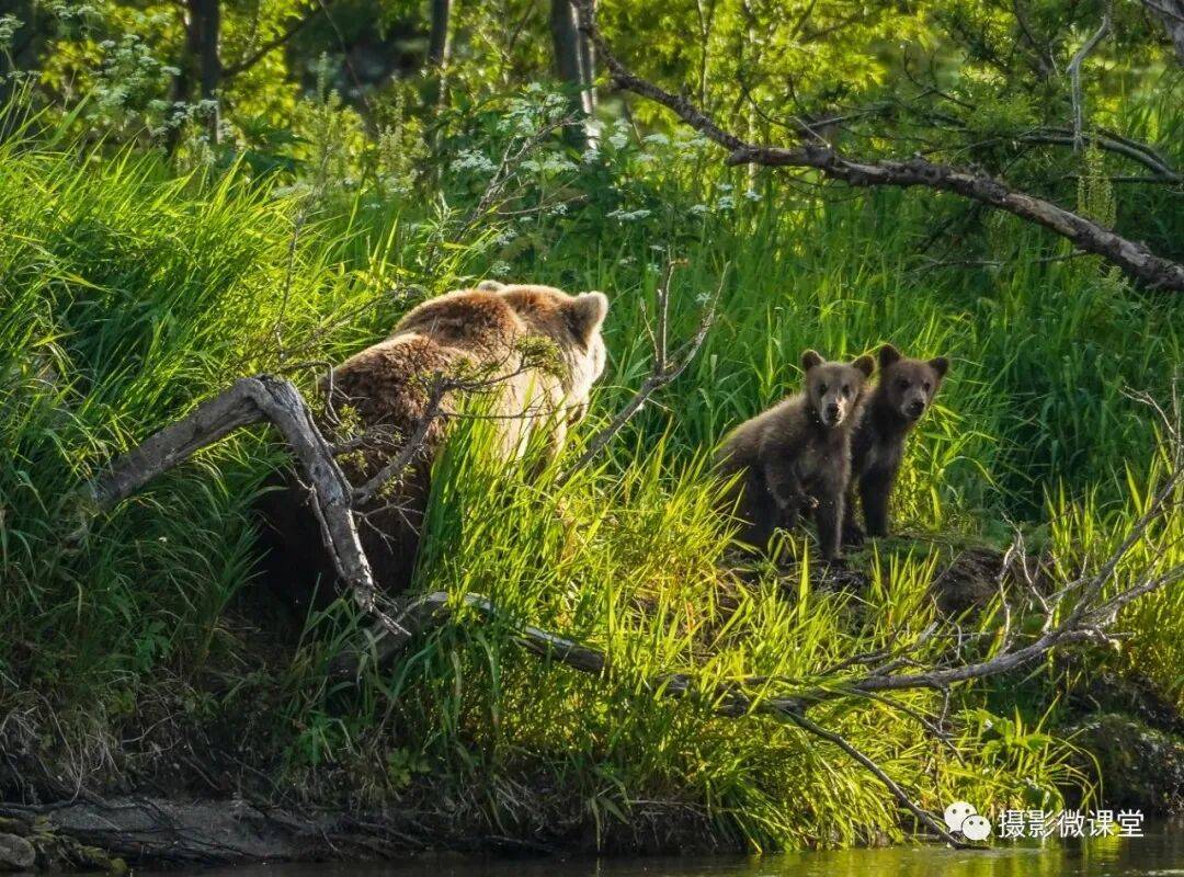 加半岛棕熊捕鱼、白令海峡寻拍鲸鱼及自然风光专业摄影团冰球突破爆百万大奖【远东探险丨勘察加】7月野性堪察(图5)